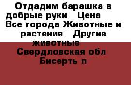 Отдадим барашка в добрые руки › Цена ­ 1 - Все города Животные и растения » Другие животные   . Свердловская обл.,Бисерть п.